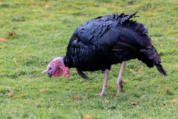Amazing turkey for thanksgiving — Stock Photo, Image
