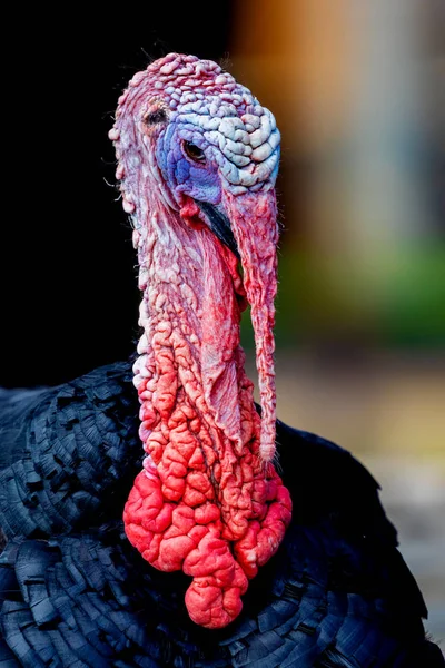 Amazing turkey for thanksgiving — Stock Photo, Image