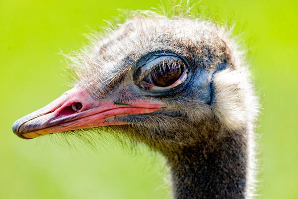 Ostrich head — Stock Photo, Image