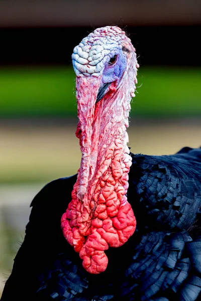 Amazing turkey for thanksgiving — Stock Photo, Image