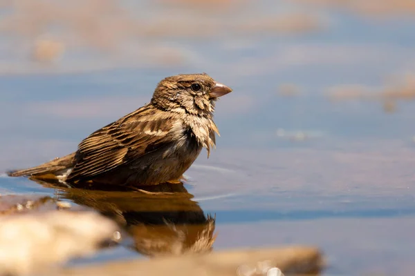 Bello passero bruno che fa il bagno — Foto Stock