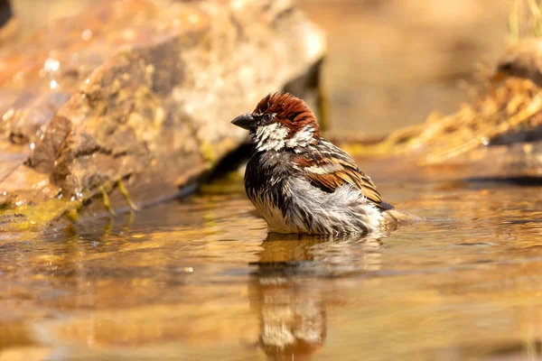 Krásný hnědý vrabec se koupe — Stock fotografie