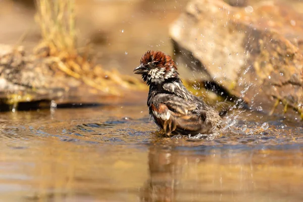 Bela pardal marrom tomando um banho — Fotografia de Stock