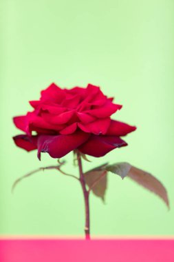 Kırmızı Gül yakın whit açık yaprakları