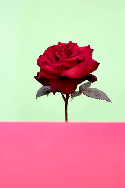 Red Rose close up whit folhas abertas — Fotografia de Stock