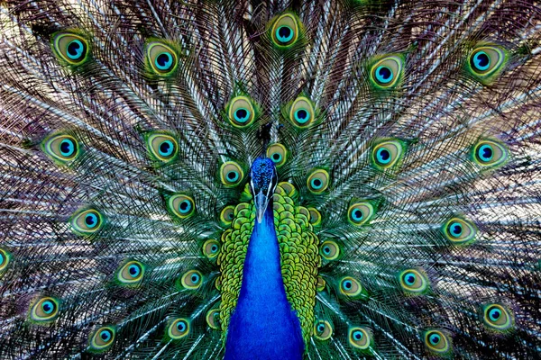 Amazing peacock during his exhibition — Stock Photo, Image