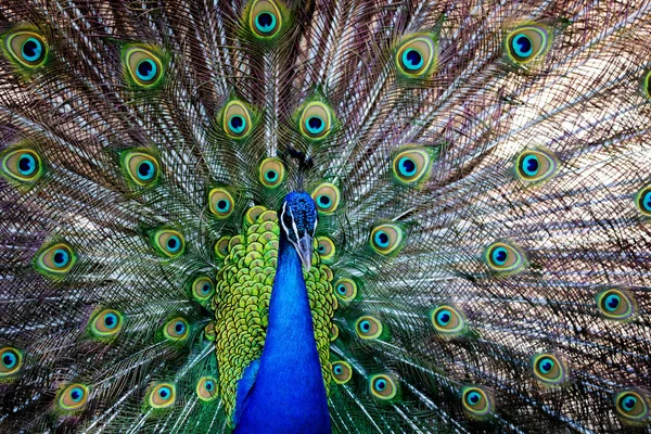 Amazing peacock during his exhibition — Stock Photo, Image