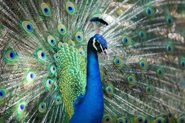 Increíble pavo real durante su exposición —  Fotos de Stock