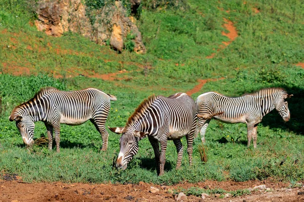 畑で3頭のシマウマの放牧 — ストック写真