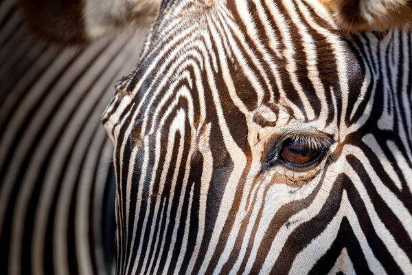 Beautiful animal print