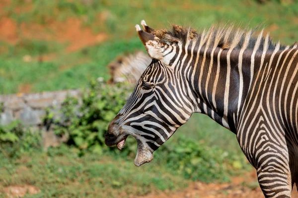Pěkné zebry pasoucí se na poli — Stock fotografie