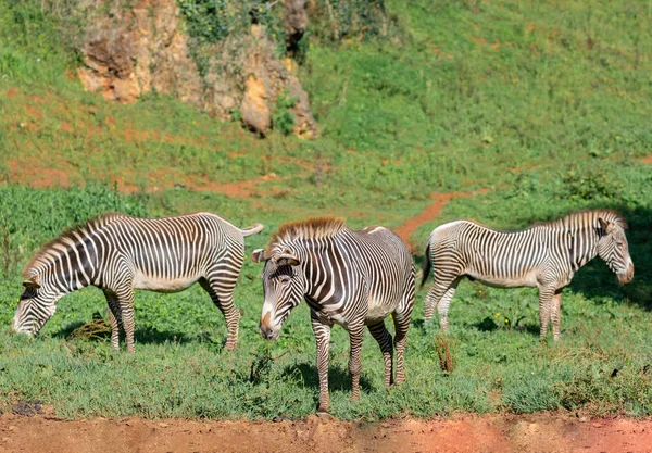 Tři zebry pasoucí se na poli — Stock fotografie