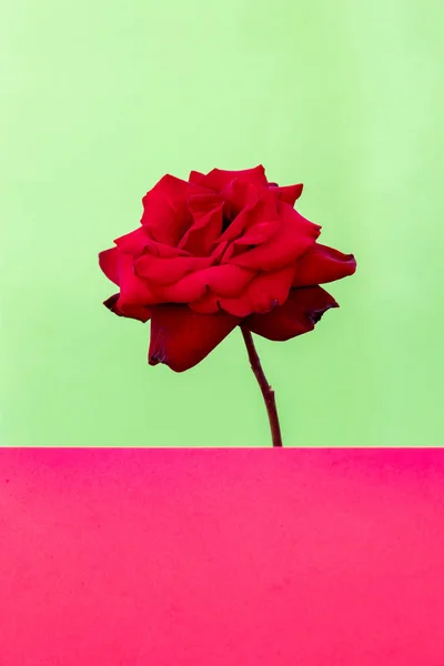 Red Rose close up whit folhas abertas — Fotografia de Stock