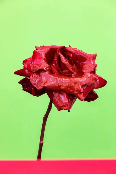 Red Rose close up whit folhas abertas — Fotografia de Stock