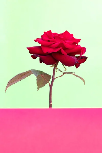 Red Rose close up whit folhas abertas — Fotografia de Stock