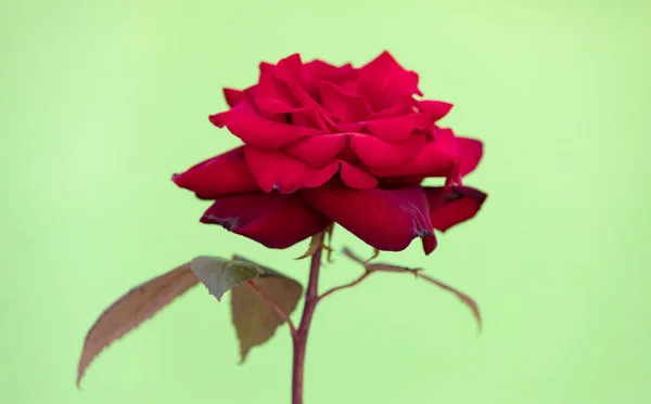 Red Rose close up whit folhas abertas — Fotografia de Stock