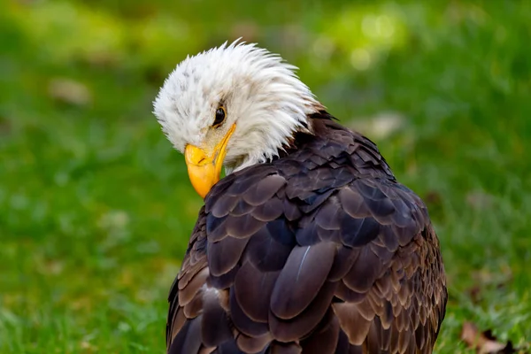 Portrait American Eagle Nature — Stock Photo, Image