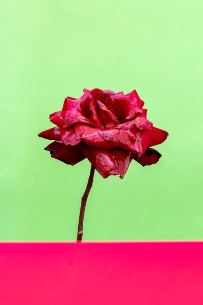 Delicated Red Rose Close Green Background — Stock Photo, Image