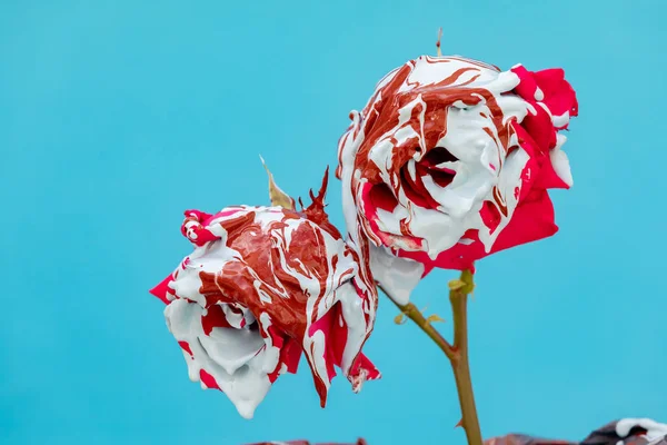Rosas vermelhas manchadas com tinta — Fotografia de Stock