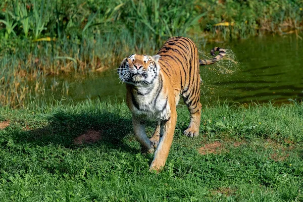 Удивительный тигр — стоковое фото