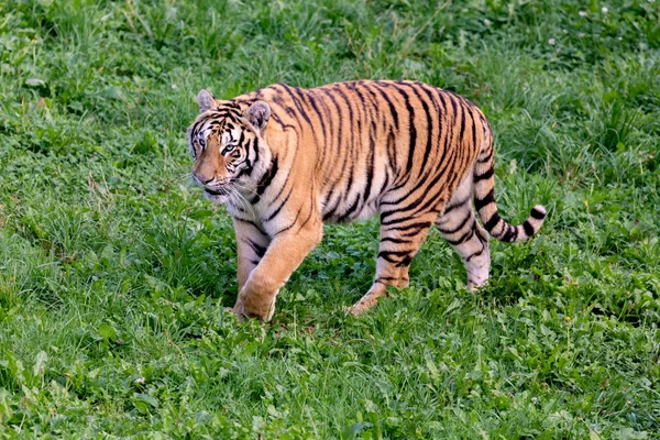 Toller Tiger — Stockfoto