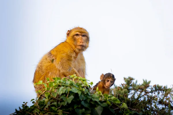 Μαμά μαϊμού με το γιο της — Φωτογραφία Αρχείου