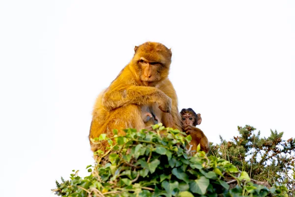 Mamá mono con su hijo —  Fotos de Stock