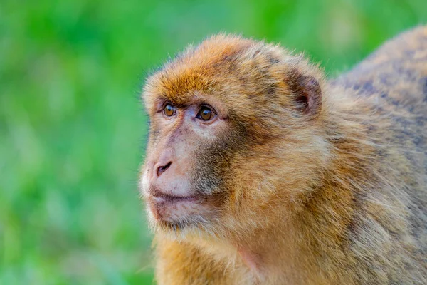 Portret van een kleine aap — Stockfoto
