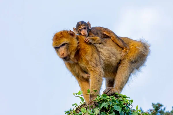 Moeder aap met haar zoon — Stockfoto