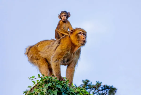 Moeder aap met haar zoon — Stockfoto