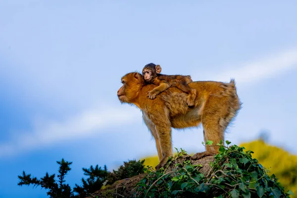 Moeder aap met haar zoon — Stockfoto