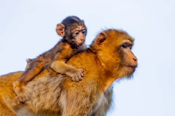 Moeder aap met haar zoon — Stockfoto