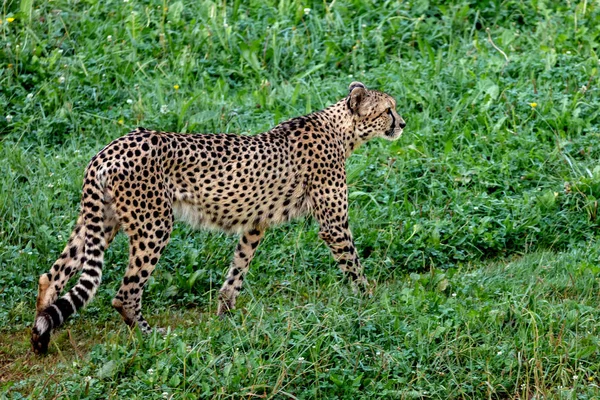 Cheetah loopt over het weitje — Stockfoto