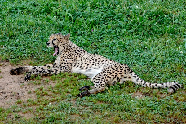 Gepard läuft über die Wiese — Stockfoto