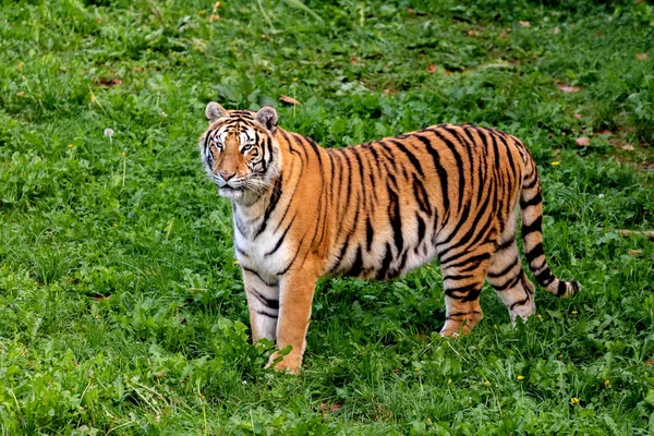 Niesamowity tygrys — Zdjęcie stockowe