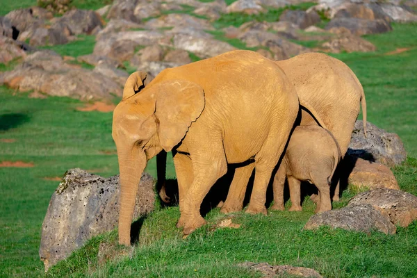 Καταπληκτική οικογένεια ελεφάντων. Μαμά, ο μπαμπάς και ο γιος Royalty Free Εικόνες Αρχείου
