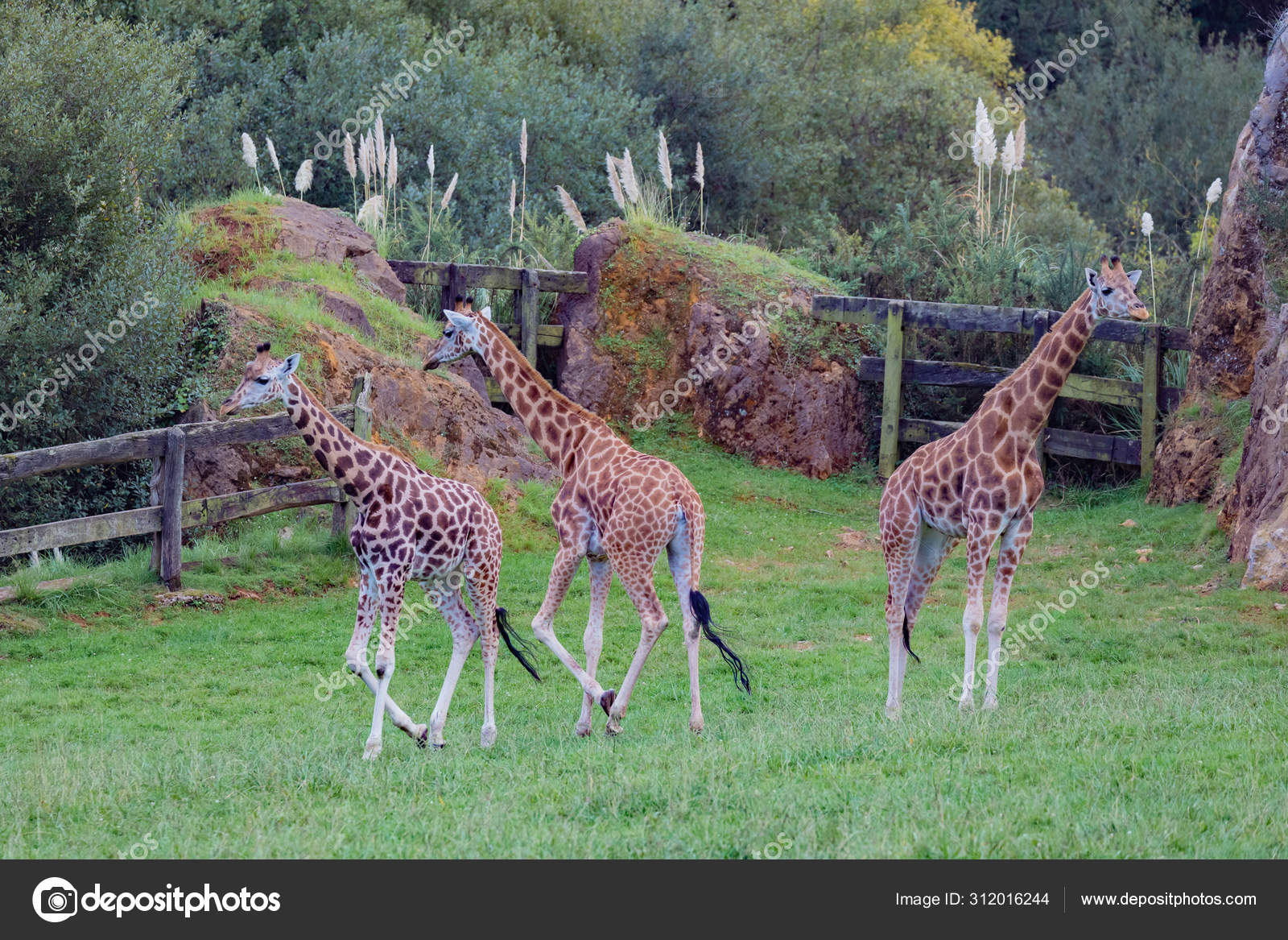 Three amazing big giraffes — Stock Photo © Gelpi #312016244