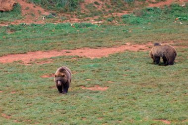 İnanılmaz kahverengi erkek ayı. 