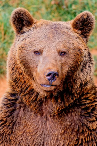 Egy barna spanyol medve portréja — Stock Fotó