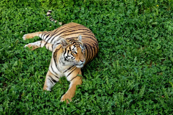 Удивительный тигр — стоковое фото
