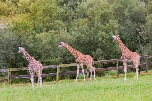 Três incríveis grandes girafas — Fotografia de Stock