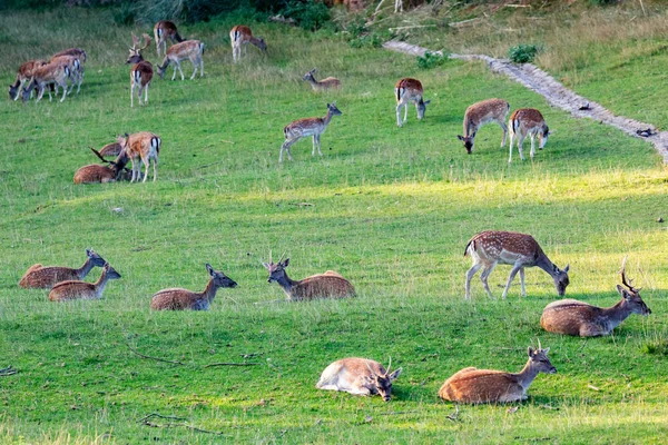 Muchos cervatillos del campo — Foto de Stock