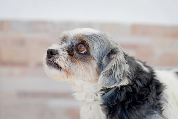 Small dog with sad expression — Stock Photo, Image