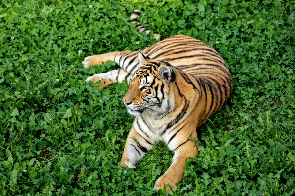 Toller Tiger — Stockfoto