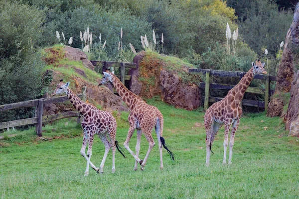 Três incríveis grandes girafas — Fotografia de Stock