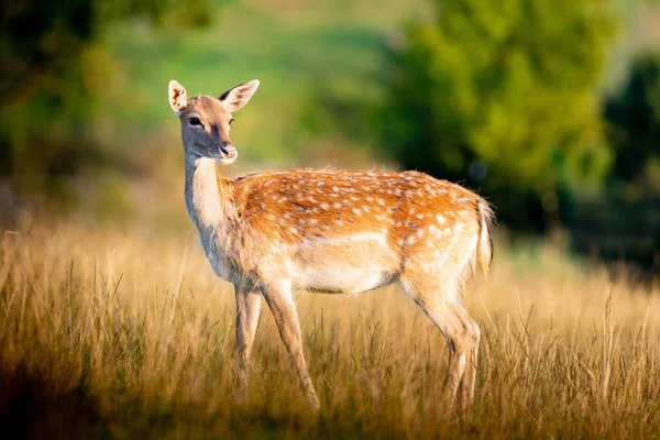 Giovani cerbiatti in campagna — Foto Stock