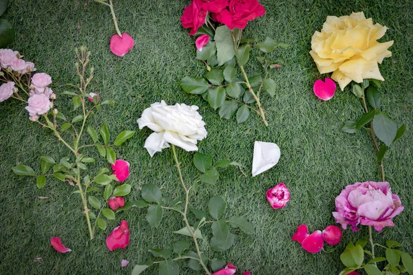 Roses cutted on the grass — Stock Photo, Image