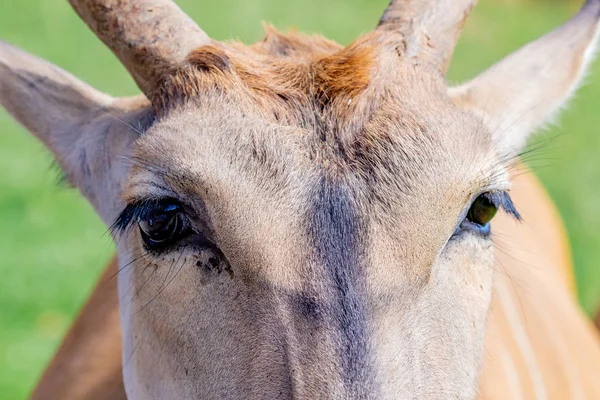 Grande antílope elande macho — Fotografia de Stock