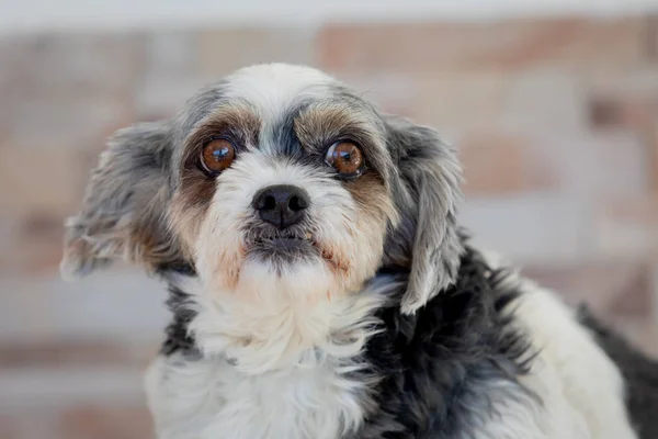 Petit chien à l'expression triste Images De Stock Libres De Droits