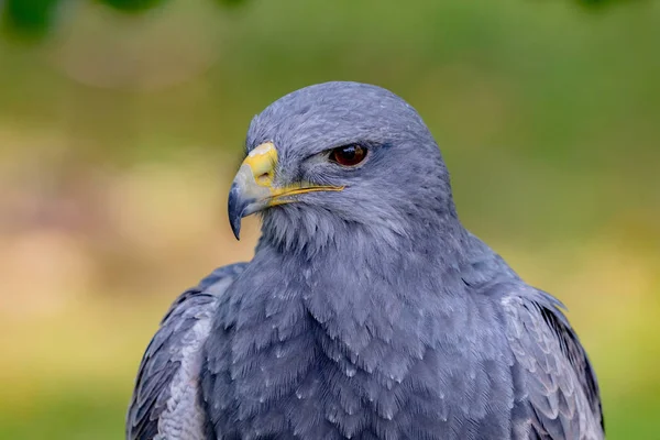 Porträtt av en fantastisk sydamerikansk fågel — Stockfoto
